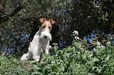 FOX TERRIER 117